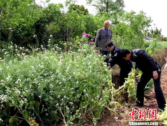 农田里罂粟花开得正艳 钟欣 摄
